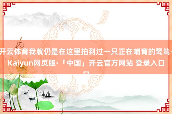 开云体育我就仍是在这里拍到过一只正在哺育的鹭鸶-Kaiyun网页版·「中国」开云官方网站 登录入口